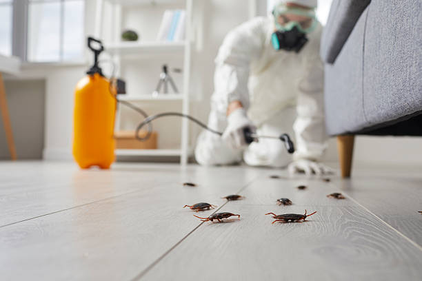 Trusted Cockroach Control service in Plainview, MN - Nex Pest Control